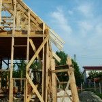 Кобылки вид сбоку